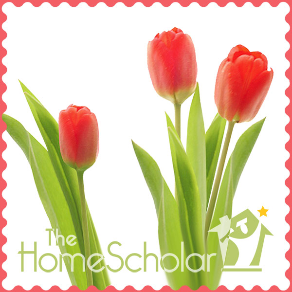 spring into homeschool transcripts blank